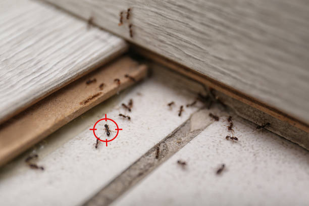 Best Ant Control Services  in Mount Airy, NC