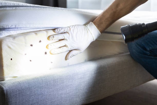 Best Pest Removal Services  in Mount Airy, NC